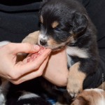 Kuglstatter Aussies 4 Wochen alt