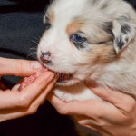 Kuglstatter Aussies 4 Wochen alt