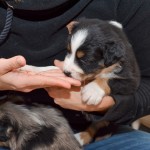 Kuglstatter Aussies 4 Wochen alt