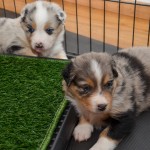 Kuglstatter Aussies 4 Wochen alt