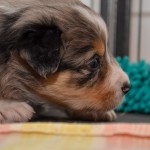 Kuglstatter Aussies 4 Wochen alt