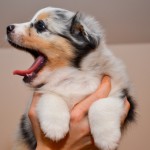 Kuglstatter Aussie A#8 ACTAVAS 5 Wochen alt