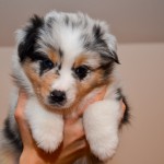 Kuglstatter Aussie A#8 ACTAVAS 5 Wochen alt