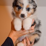 Kuglstatter Aussie A#8 ACTAVAS 5 Wochen alt