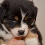 Kuglstatter Aussie A#7 ASEPTEM 5 Wochen alt