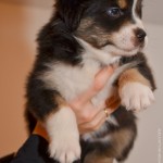 Kuglstatter Aussie A#7 ASEPTEM 5 Wochen alt