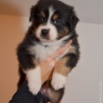 Kuglstatter Aussie A#7 ASEPTEM 5 Wochen alt