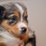 Kuglstatter Aussie A#6 AMAXILLA 5 Wochen alt