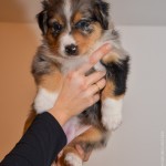 Kuglstatter Aussie A#6 AMAXILLA 5 Wochen alt