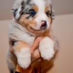 Kuglstatter Aussie A#5 ATELLAE 5 Wochen alt