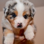 Kuglstatter Aussie A#5 ATELLAE 5 Wochen alt