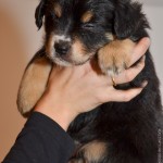 Kuglstatter Aussie A#4 AFILIA 5 Wochen alt