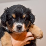 Kuglstatter Aussie A#4 AFILIA 5 Wochen alt