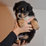 Kuglstatter Aussie A#4 AFILIA 5 Wochen alt