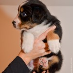 Kuglstatter Aussie A#3 ADUA 5 Wochen alt