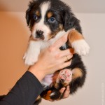 Kuglstatter Aussie A#3 ADUA 5 Wochen alt