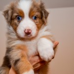 Kuglstatter Aussie A#2 AROGENIES 5 Wochen alt