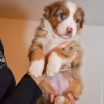 Kuglstatter Aussie A#2 AROGENIES 5 Wochen alt