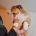 Kuglstatter Aussie A#2 AROGENIES 5 Wochen alt