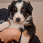 Kuglstatter Aussie A#1 ARIMUS 5 Wochen alt