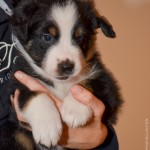 Kuglstatter Aussie A#1 ARIMUS 5 Wochen alt