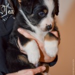 Kuglstatter Aussie A#1 ARIMUS 5 Wochen alt