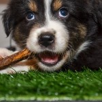 Kuglstatter Welpen 6 Wochen