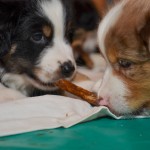 Kuglstatter Welpen 6 Wochen