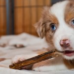 AROGENIES Kuglstatter Welpen 6 Wochen