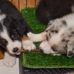 Kuglstatter Welpen 6 Wochen