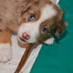 Kuglstatter Welpen 6 Wochen