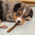 Kuglstatter Welpen 6 Wochen