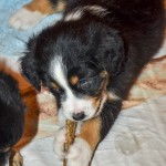 Kuglstatter Welpen 6 Wochen