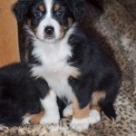 ADUA Kuglstatter Welpen 6 Wochen