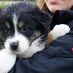 ASEPTEM Kuglstatter Welpen 6 Wochen