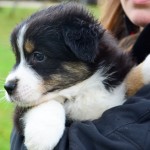 ASEPTEM Kuglstatter Welpen 6 Wochen