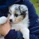 ACTAVAS Kuglstatter Welpen 6 Wochen