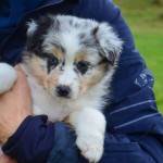 Kuglstatter Welpen 6 Wochen