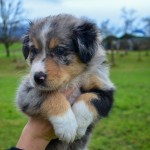 AMAXILLA Kuglstatter Welpen 6 Wochen