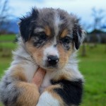 AMAXILLA Kuglstatter Welpen 6 Wochen