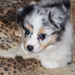 Kuglstatter Welpen 6 Wochen