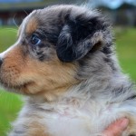 AMAXILLA Kuglstatter Welpen 6 Wochen