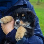 AFILIA Kuglstatter Welpen 6 Wochen