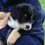 AFILIA Kuglstatter Welpen 6 Wochen