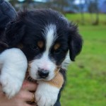 ADUA Kuglstatter Welpen 6 Wochen