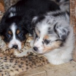 Kuglstatter Welpen 6 Wochen