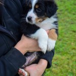 ADUA Kuglstatter Welpen 6 Wochen