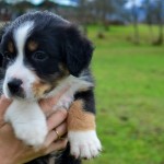 ADUA Kuglstatter Welpen 6 Wochen