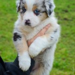 ATELLAE Kuglstatter Welpen 6 Wochen