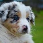 ATELLAE Kuglstatter Welpen 6 Wochen